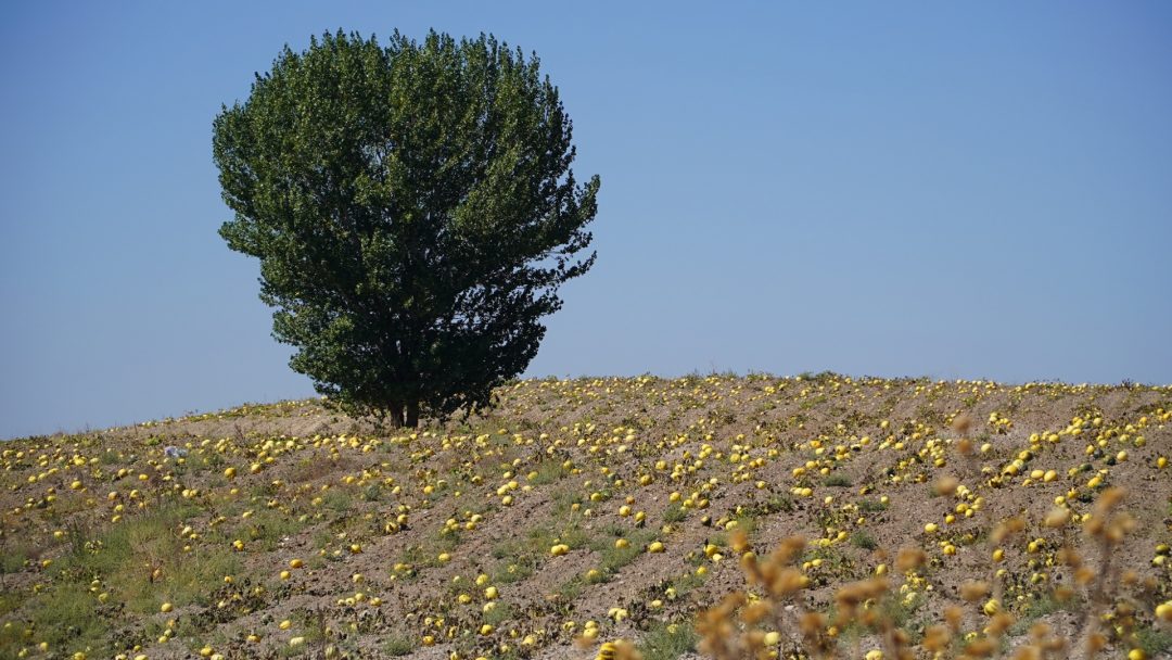 erciyesin-eteklerinde-kabak-cekirdegi-hasadi-29