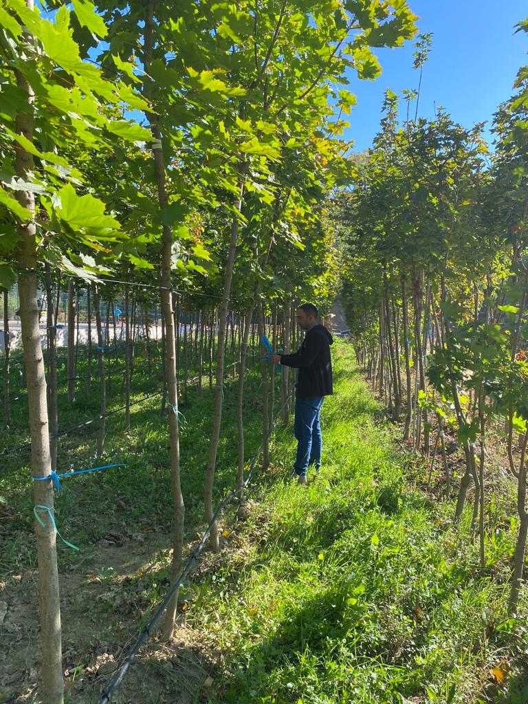 buyuksehir-topladigi-1-ton-tohumu-yeniden-toprakla-bulusturdu-0